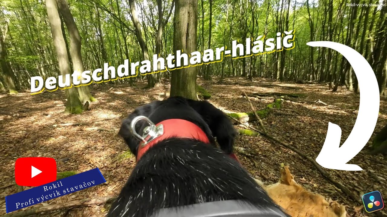 Deutsch drahthaar - Hlásič - GoPro Fetch - držiak na kameru