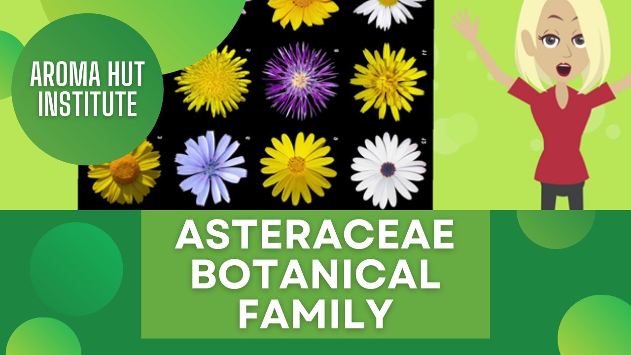 Discover the Secrets of the Asteraceae: Unraveling the Astonishing Aster Plant Family
