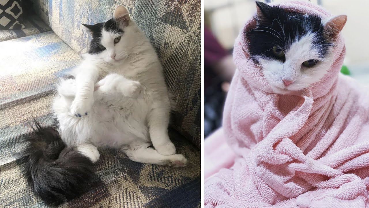 This Cat Was Born With 5 Legs