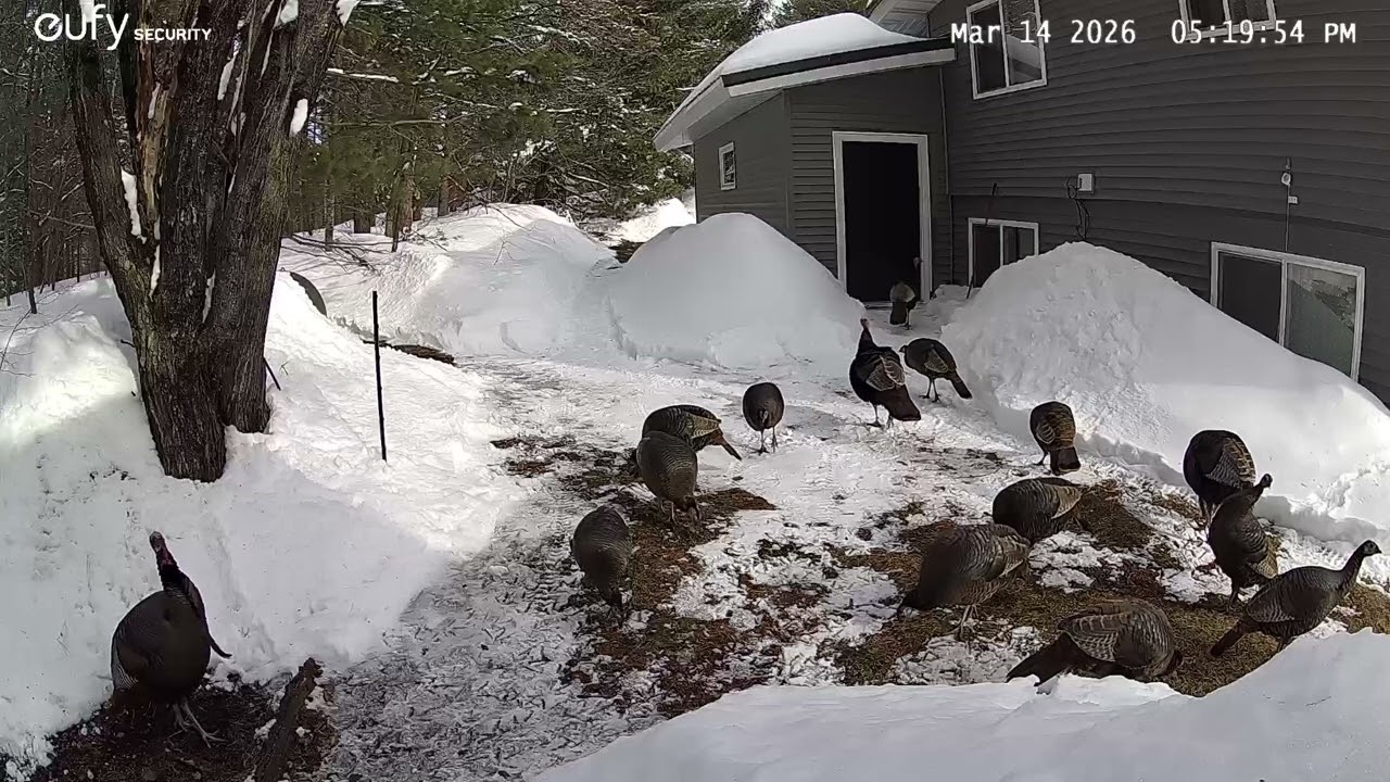 Turkeys foraging before the blizzard arrives