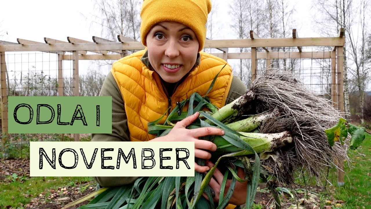 ODLA i november - Sista månadsturen i trädgården när jag skördar purjolök, mangold och persilja