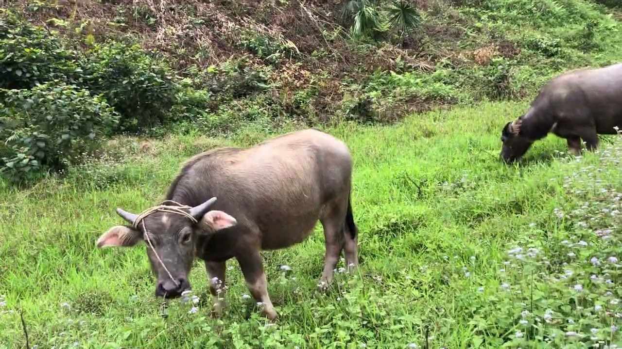Trâu ăn cỏ non