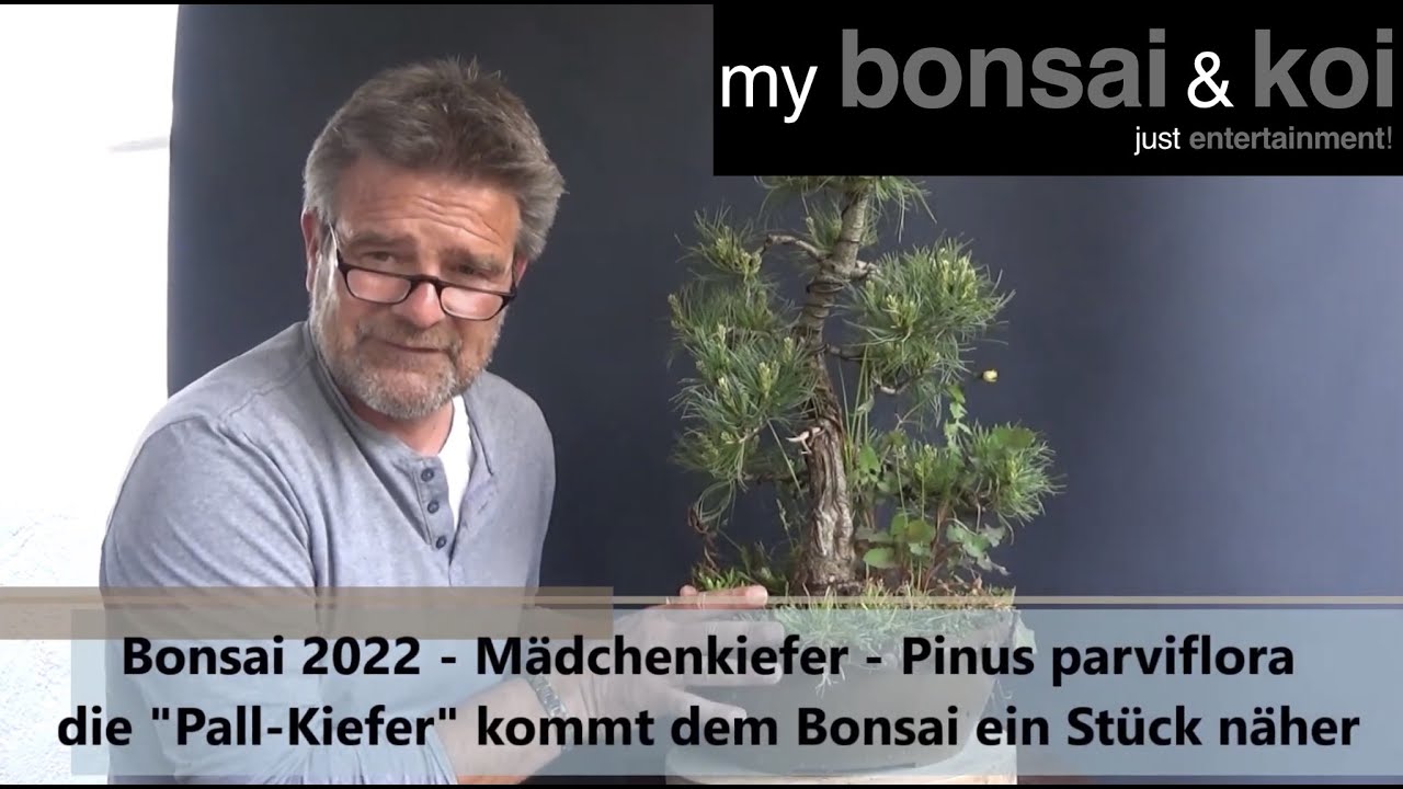 Bonsai 2022-21 - Kiefer - Pinus - die 