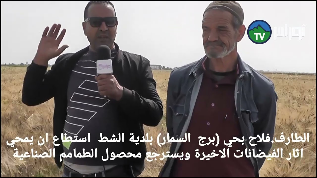 الطارف..فلاح  بلدية الشط  استطاع ان يمحي اثار الفيضانات الاخيرة ويسترجع محصول الطمامم الصناعية