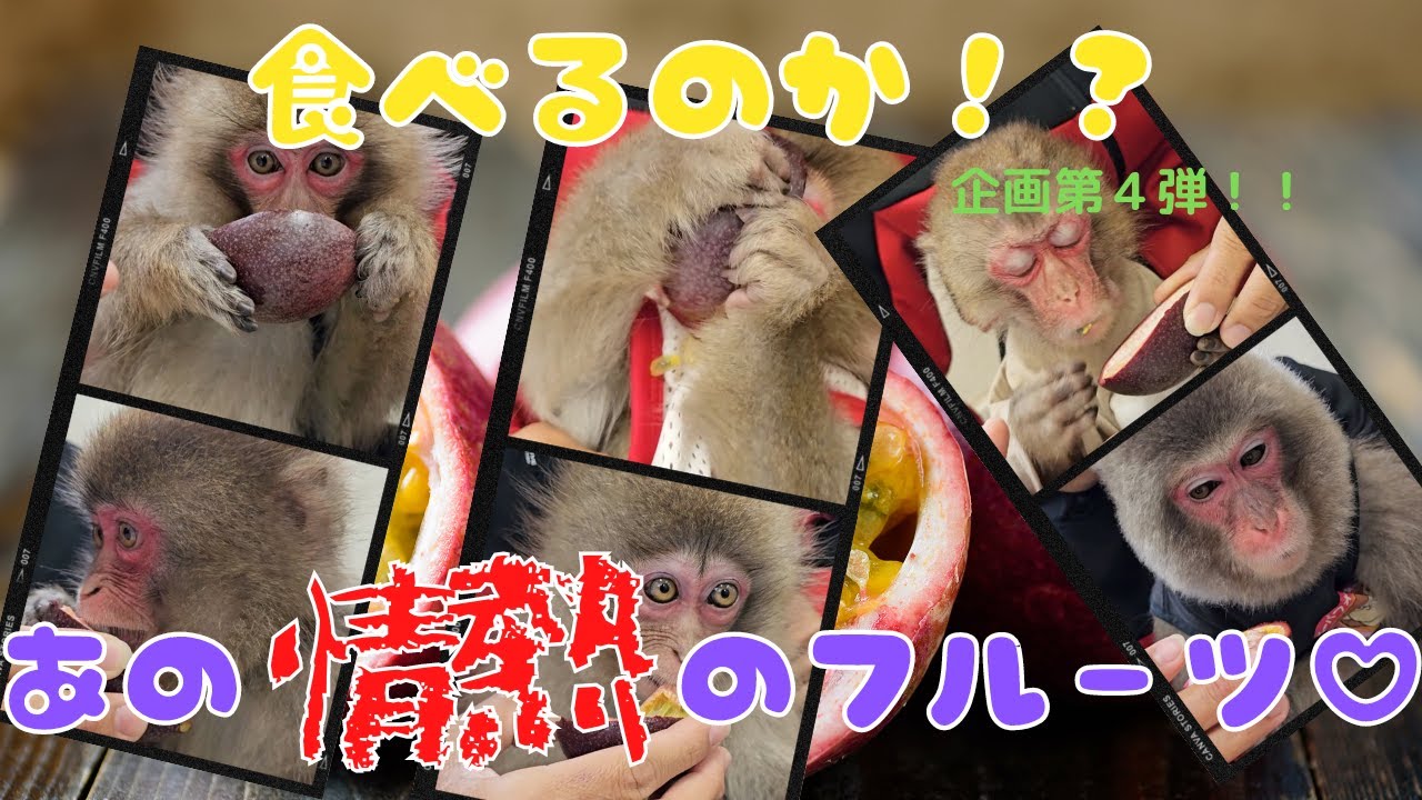 食べるのか企画第４弾！！今回はパッションフルーツ！？さて結果は・・・またしても？