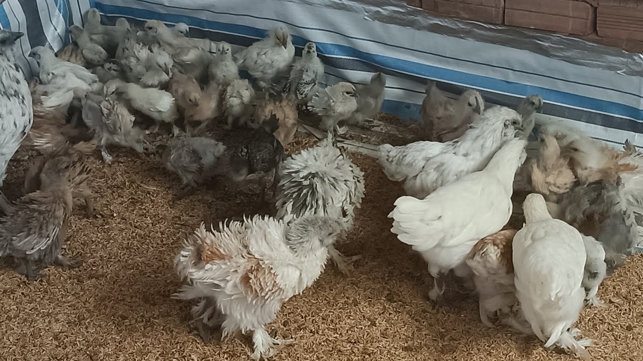 Trả lời Những thắc mắc về gà h'mông bản địa Cà Mau