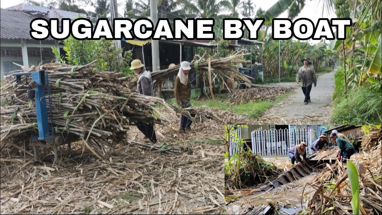 Small Boats, Heavy Sugarcane | Real Farmers at Work in the Mekong Delta