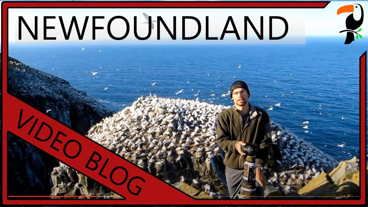 Video Blog - 3 weeks in Newfoundland (By Wildlife Photographer Glenn Bartley)
