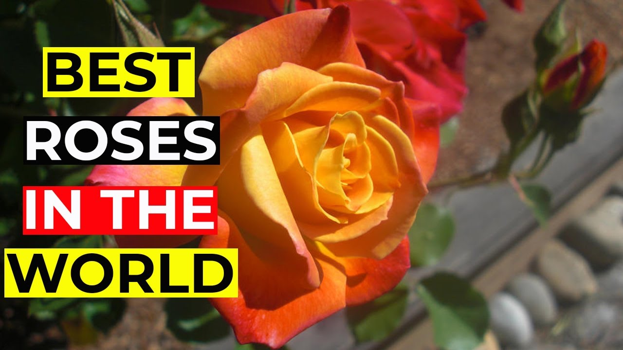 Best Roses in the World I Beautiful Roses I Roses I Beauty of Nature I Amazing Knowledge Factory