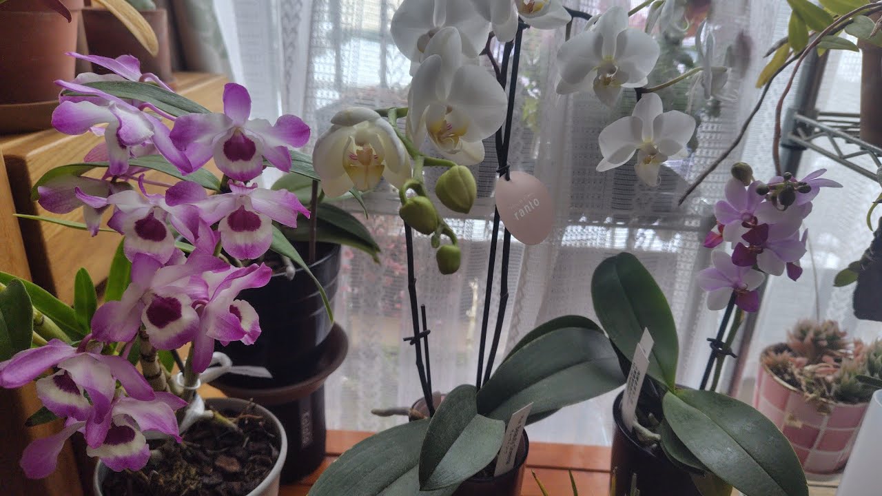 今年初の胡蝶蘭開花　胡蝶蘭動画No.90
