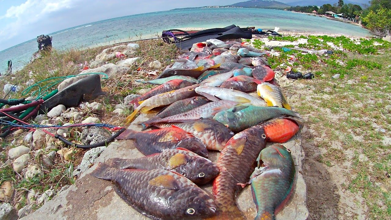Spearfishing: Home Ground Pt 67