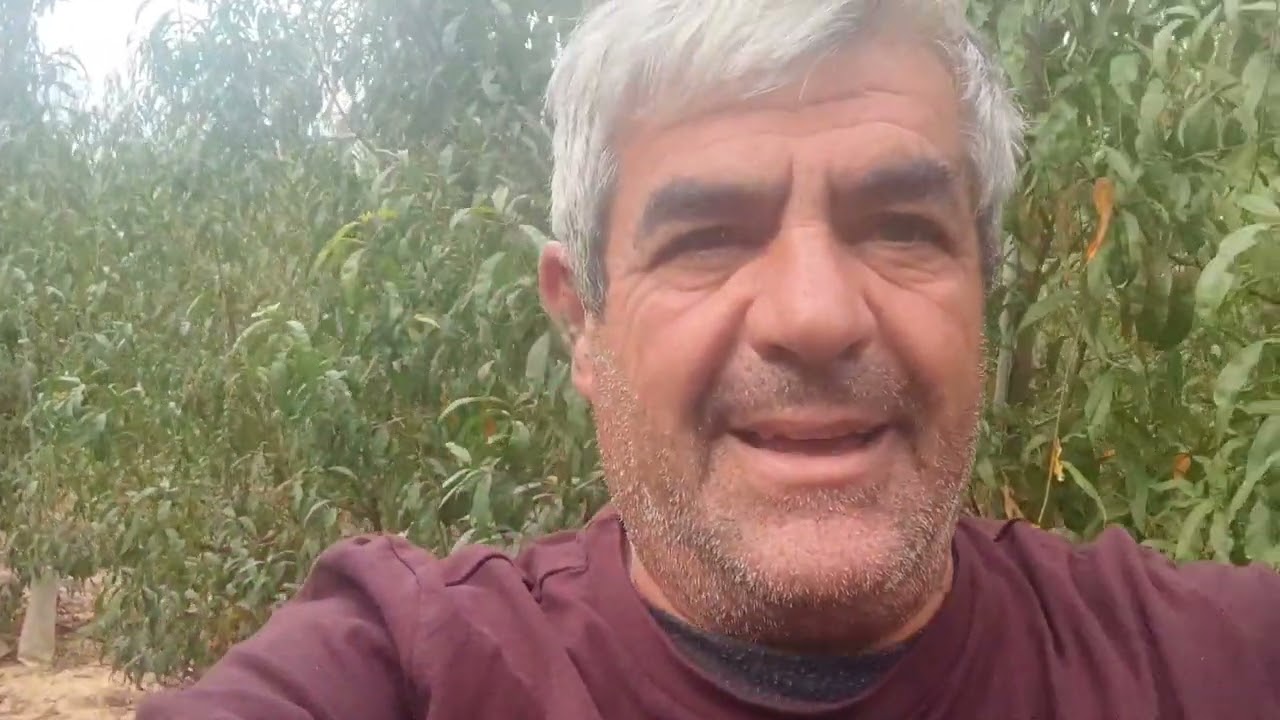 Desarrollo de plantación de melocotón formado a eje central