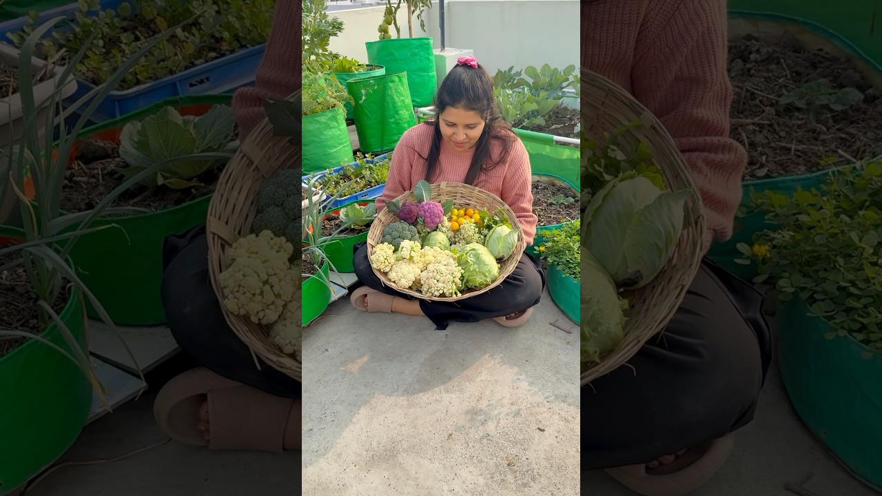 Today&rsquo;s vegetable harvest #harvest #gardening #youtubeshorts