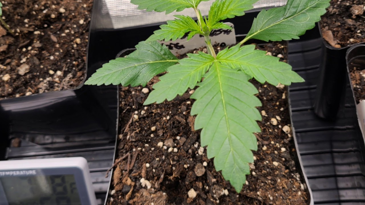 Two week time line!