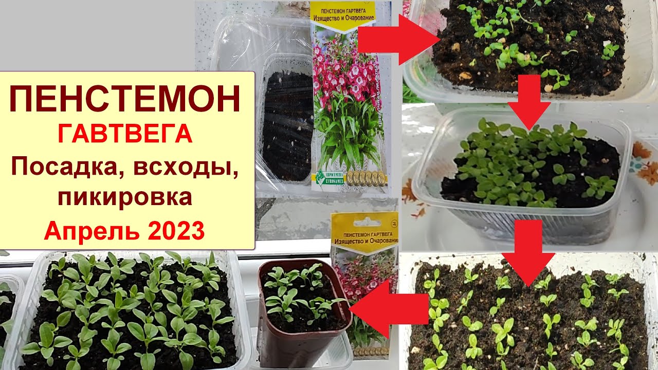 Пенстемон Гартвега. Посадка семен. Всходы и пикировка рассады. Развитие после пикировки. Апрель 2023