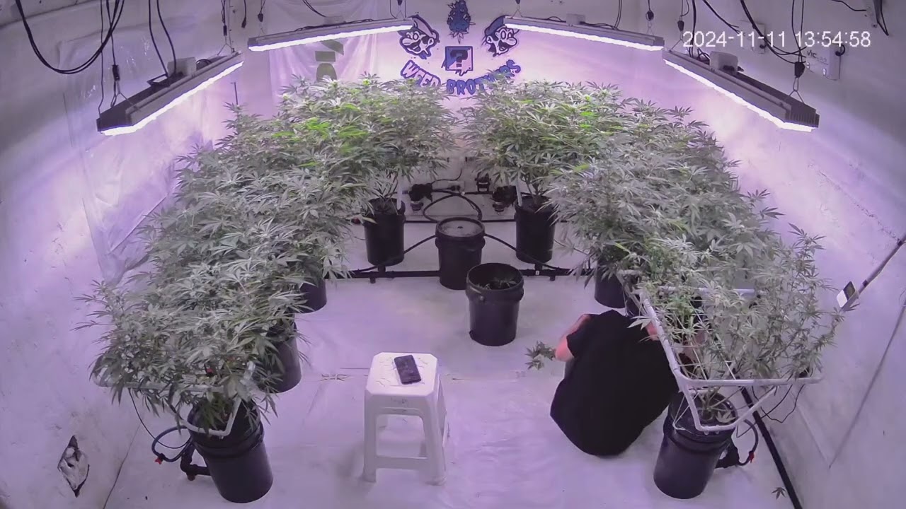 Defoliacion dia 21 de Flora Genetica - Doble OG haze Pyramid Seeds