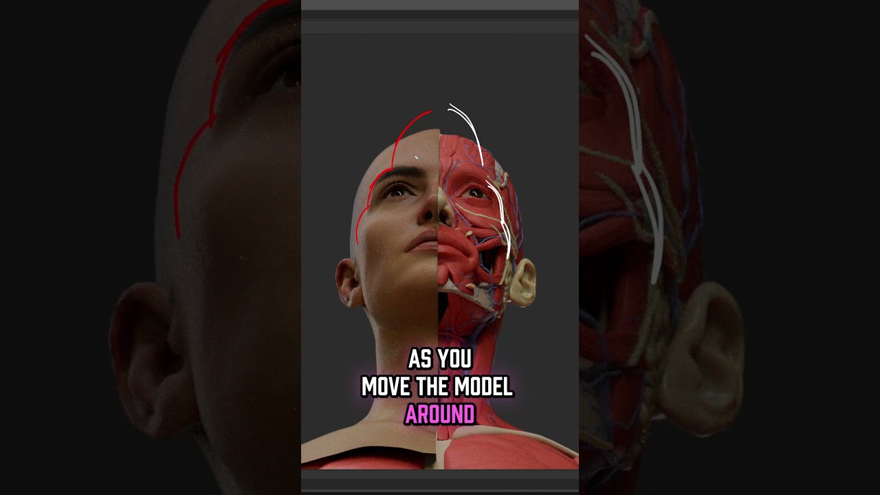 Мне нравится этот трюк Джорджа Бриджмена... #zbrush #анатомия