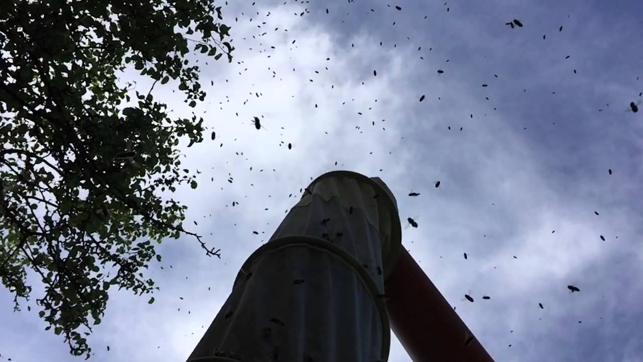 Seifertsches Schwarmfangrohr