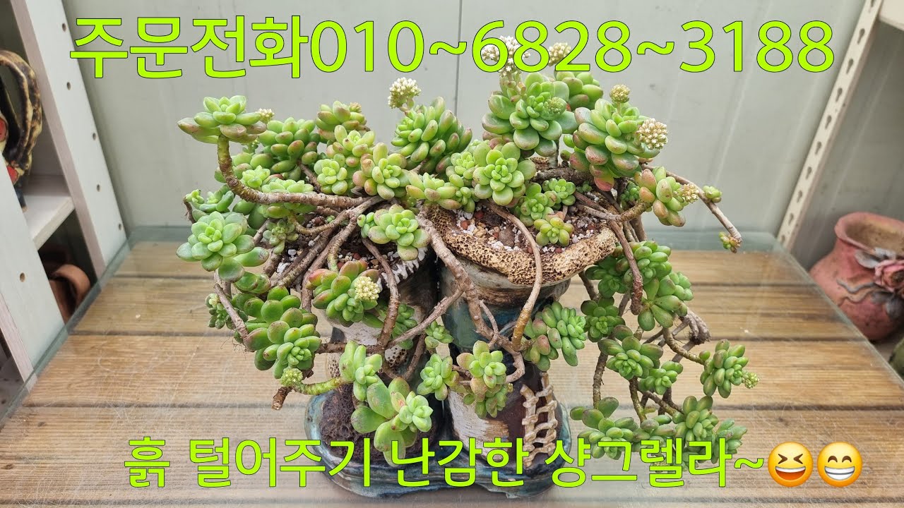 (26.2.11.수)💞판매완료💞난감한 수형이 심어놧을때 이쁜건 다 아는 비밀~~😆😁