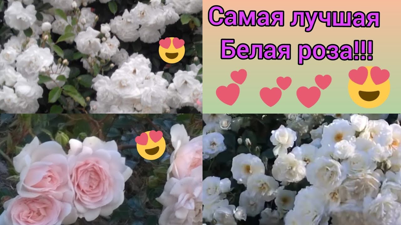 Плетистая роза от которой невозможно отказаться🥰💕💕💕 Свани- необычные особенности сорта🌹