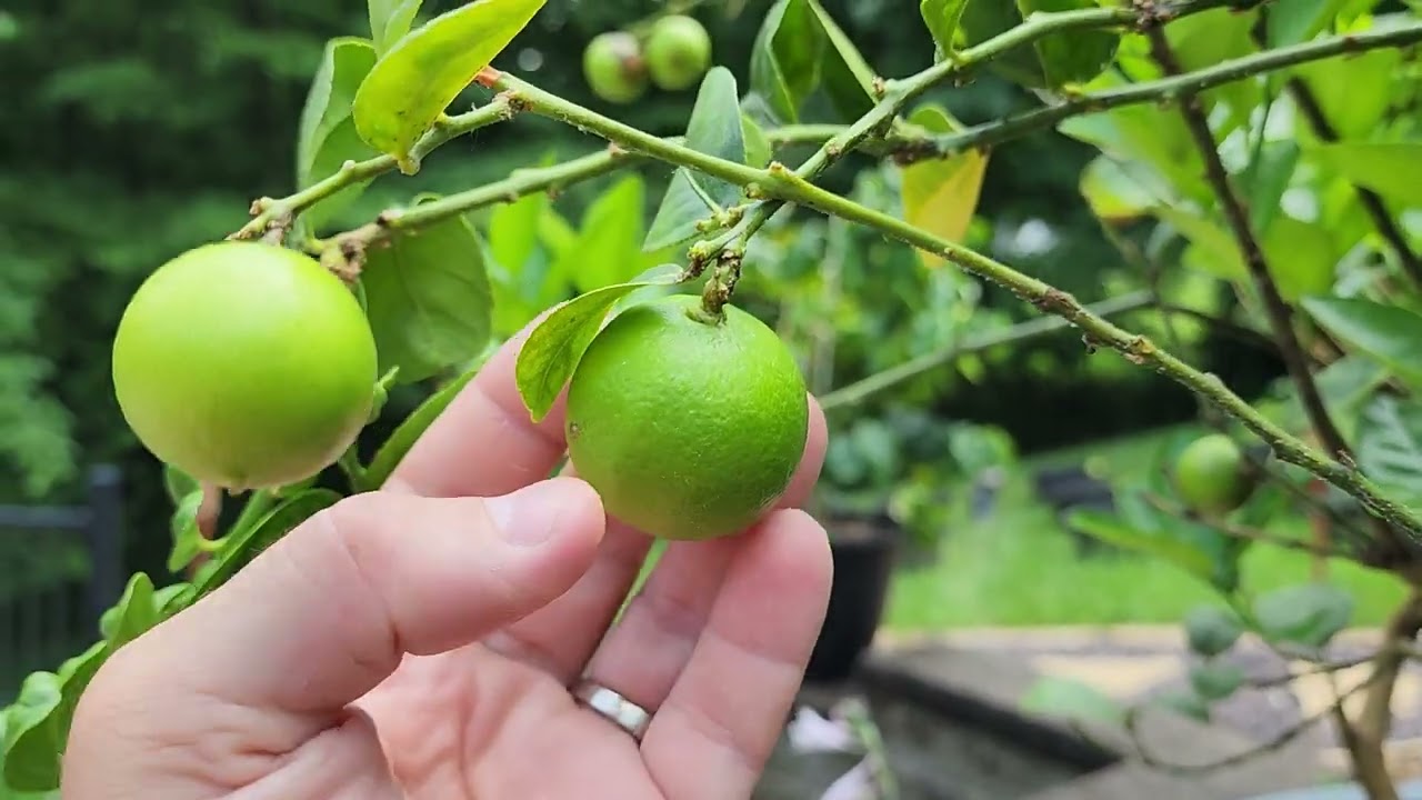 Growing a Key Lime Tree in a pot