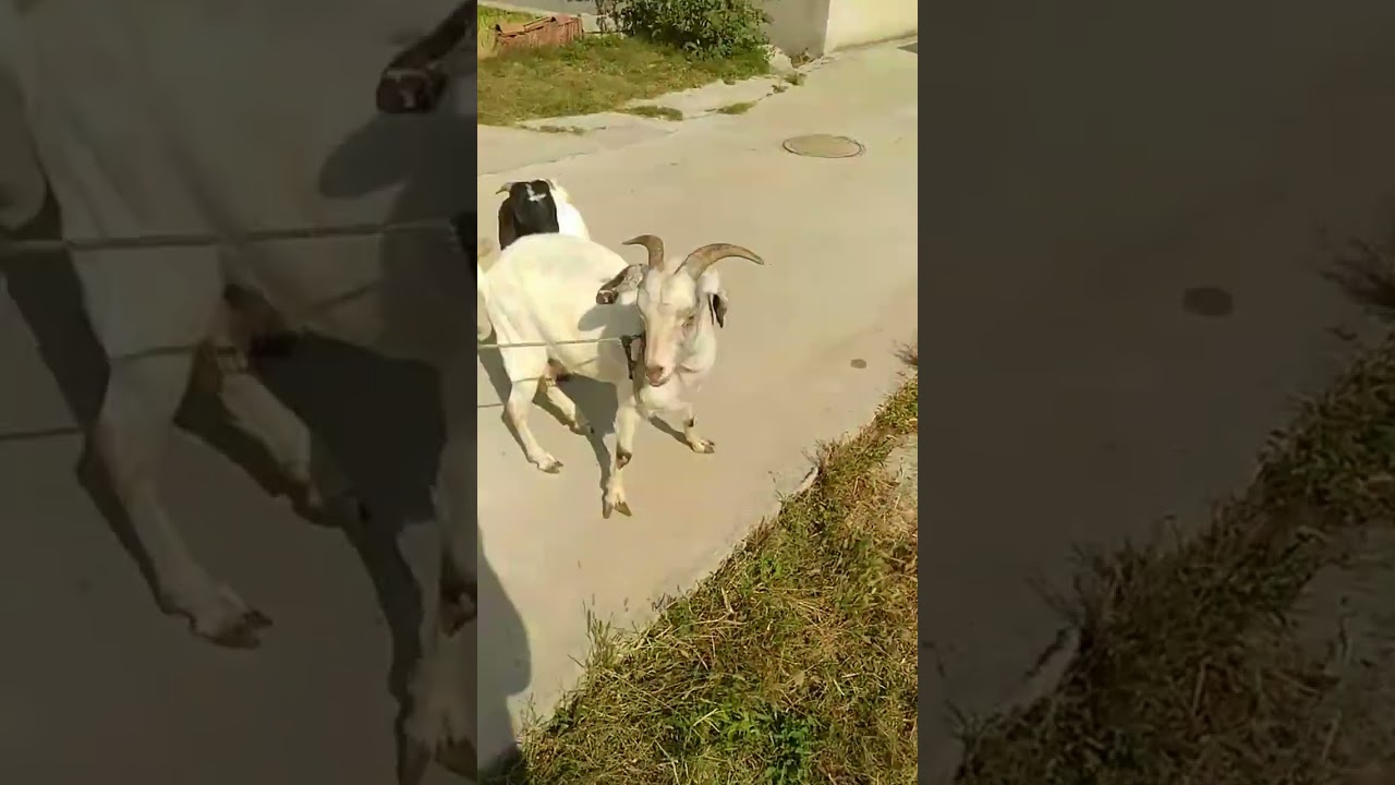 Boer Goat Breeding Base Official Thanks