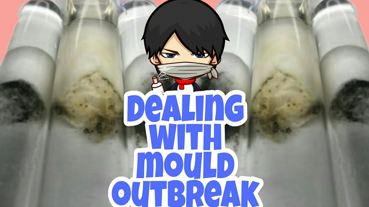 Dealing with Mould Outbreak | ft. Pheidole Ants |