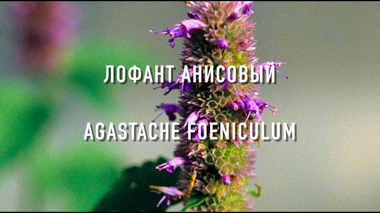 Лофант Анисовый( Лучшии Медоносные растения Украины) | ПчелоСад