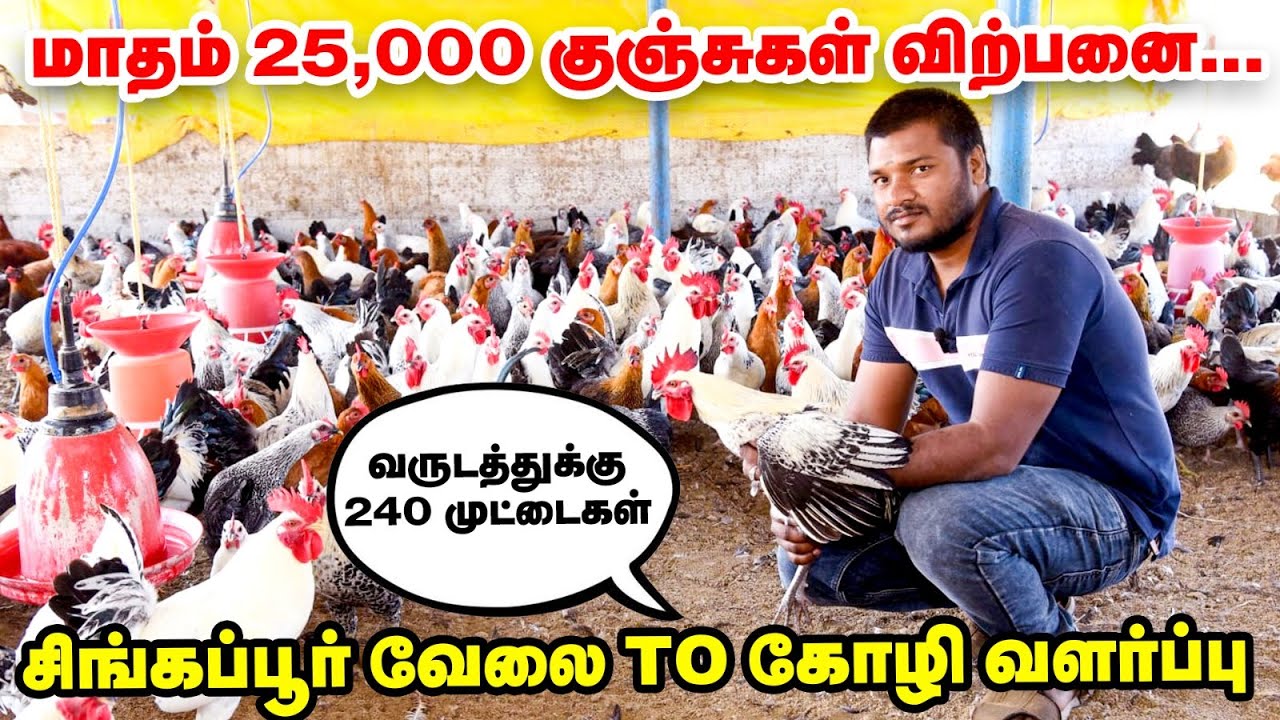 சோனாலி முதல் வான்கோழி வரை | மாதம் ரூ.1,50,000 லாபம் | கோழி வளர்ப்பில் கலக்கும் இளைஞர்