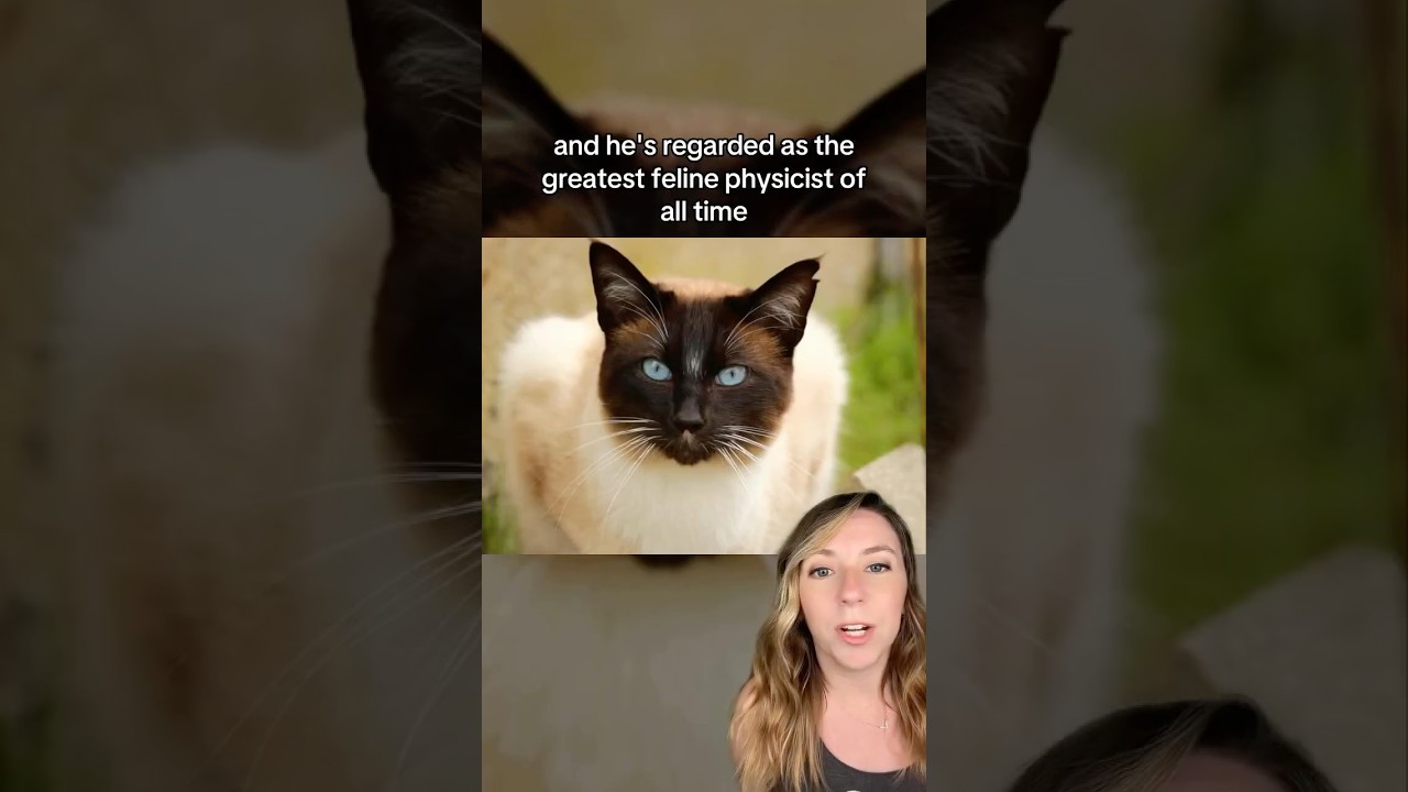 Cat publishes physics paper and becomes highly respected academic