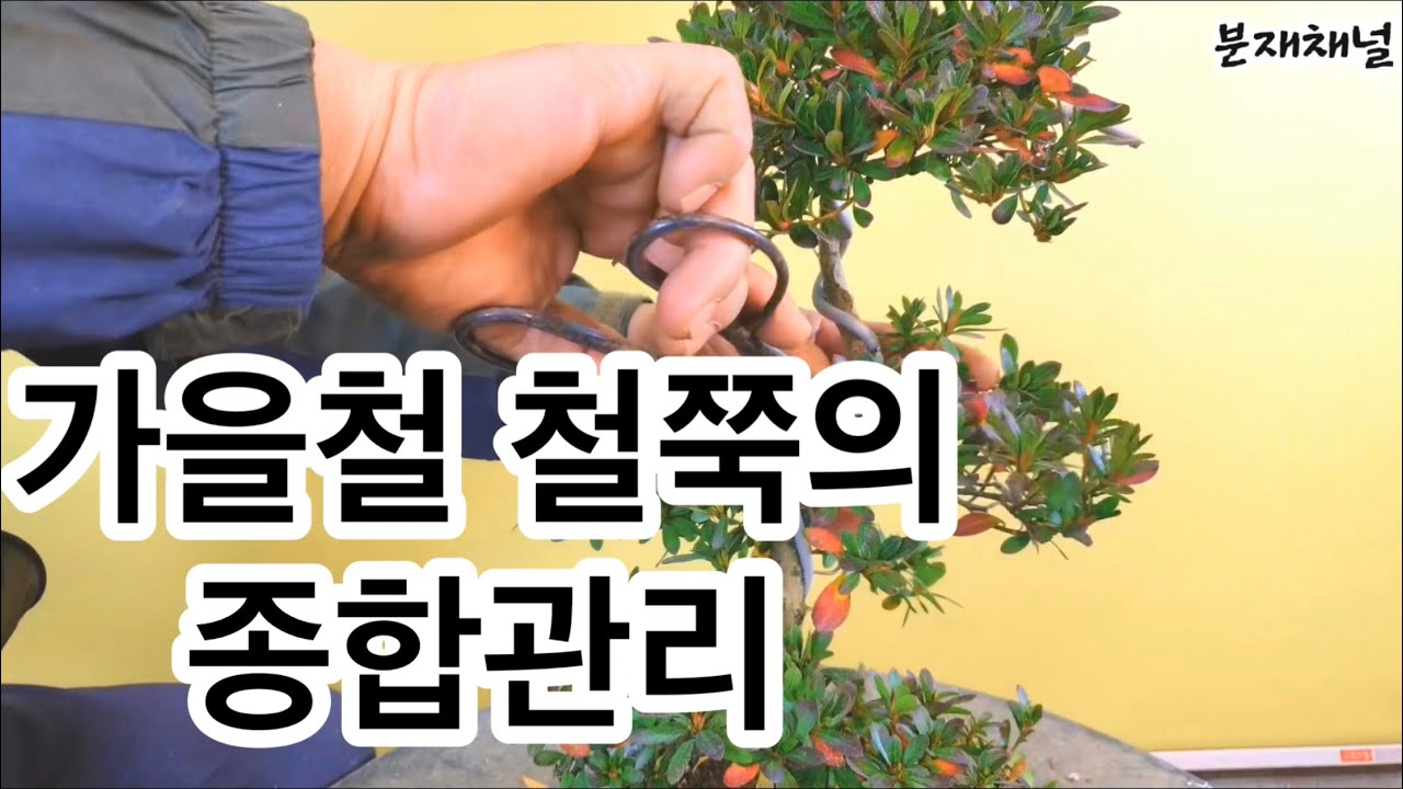 분재관리 28강, 가을철 철쭉의 관리방법