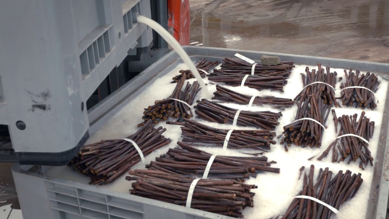 Comment la Pépinière Viticole Collomb-Velletaz performe avec  WinProd - Manufacturing