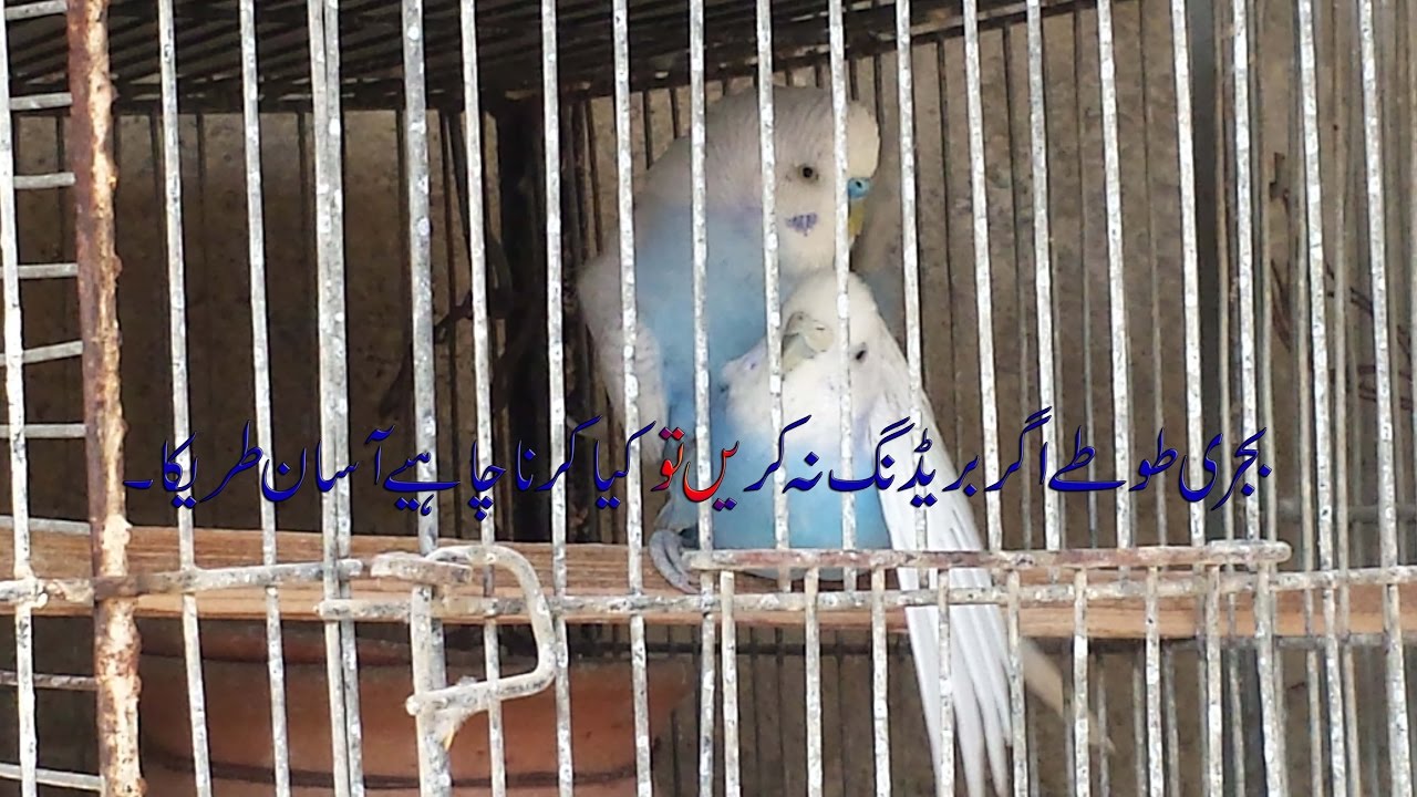 Budgies Parrots breed nahi kar rahe ya Pair nahi bana rahe in Urdu/Hindi.