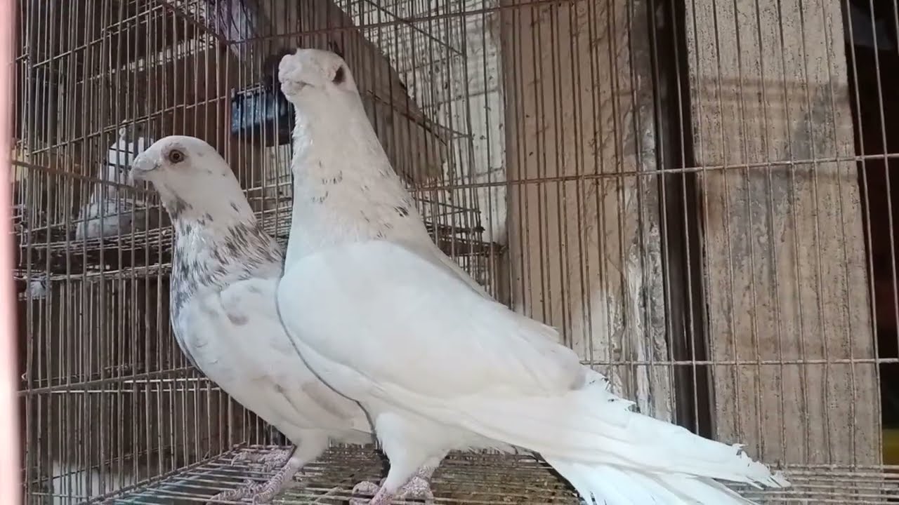 متع عينك 10 قصوص حمام من حديد وصلب 01121766360