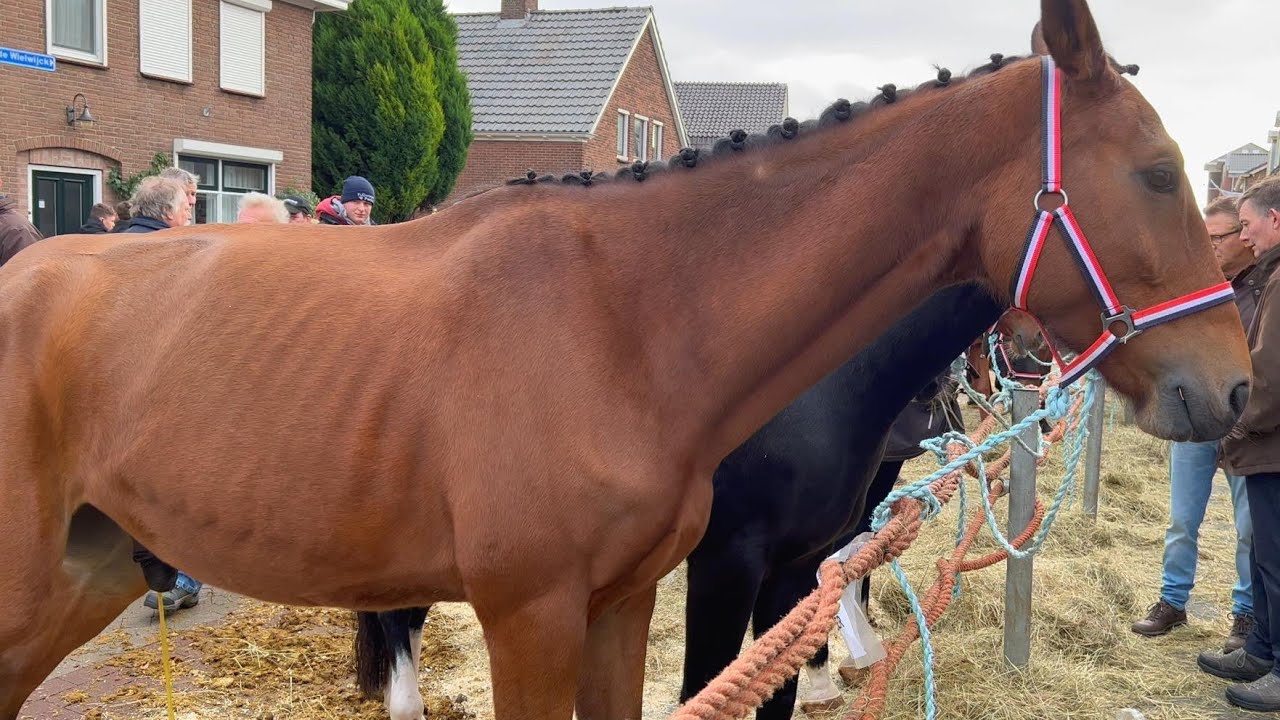 Paardenmarkt in Hedel am 07.11.2022 Niederlande