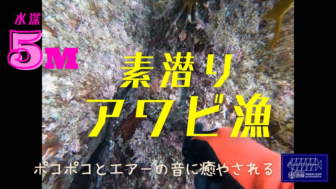 素潜り漁　10日目　サザエ　アワビ　Turban shell   Abalone