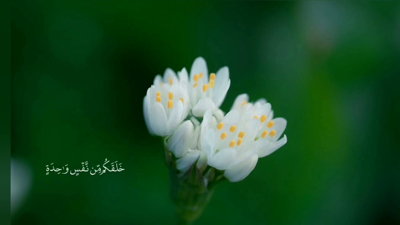 سورة الزمر كامله_بصوت الشيخ محمد اللحيدان 🌹 