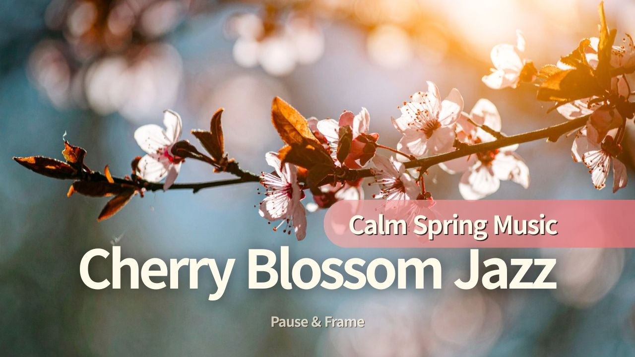 Quiet Spring Jazz  Calm Cherry Blossom Lounge Jazz Music
