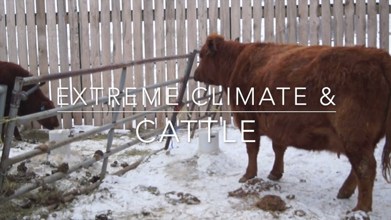 Freeze Proof Automatic Cattle Waterers