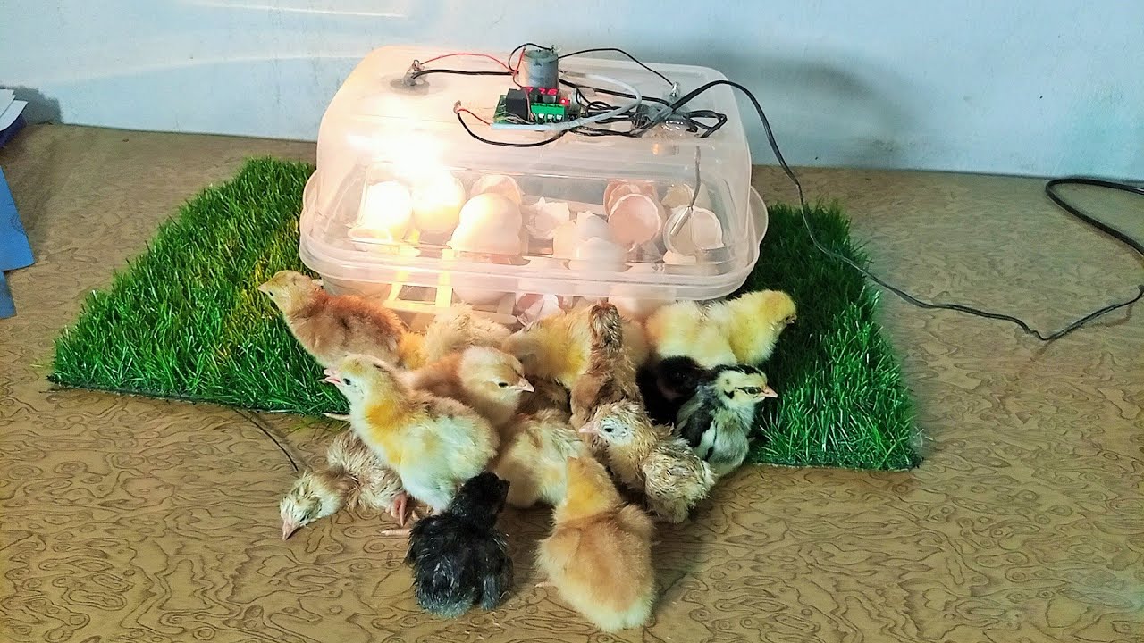 How to Make Mini Egg Incubator at Home Simply and Quickly - Mian inventions