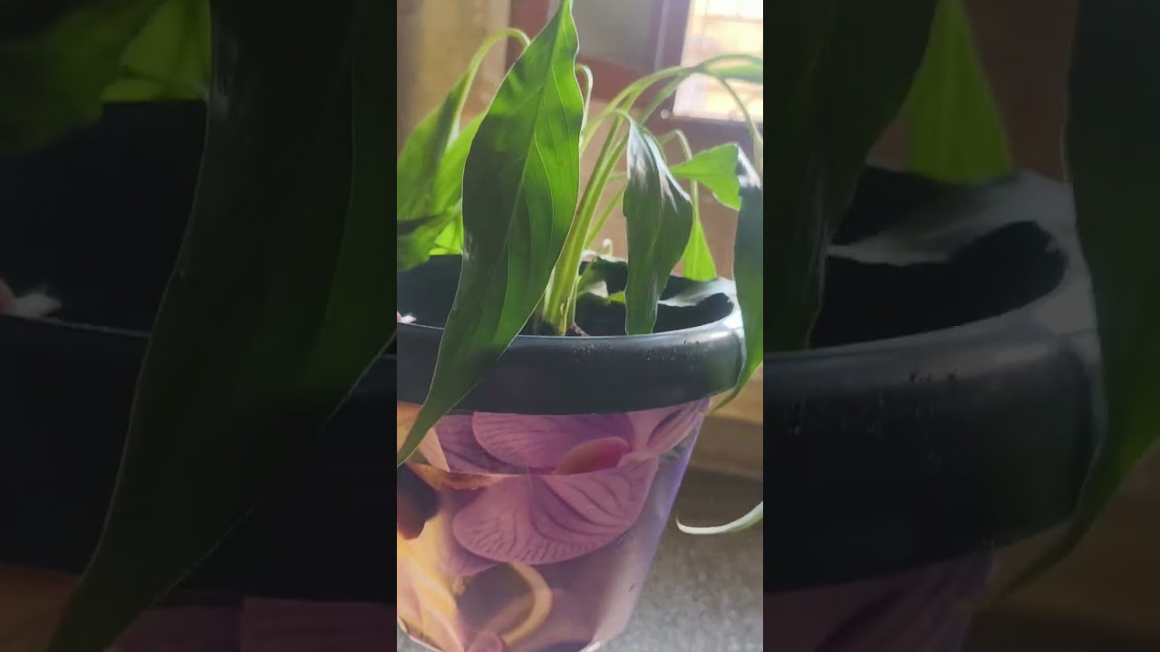 Peace lily plant reporting after 2 weeks