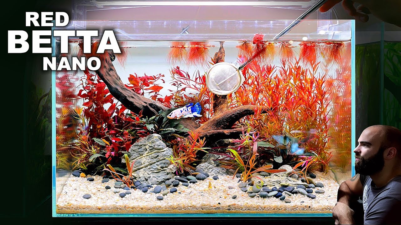 FULL AQUARIUM BUILD - Red Betta Fish Nano Aquascape Tutorial!