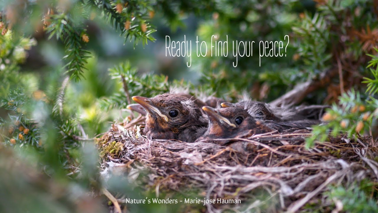 Nest of Peace 