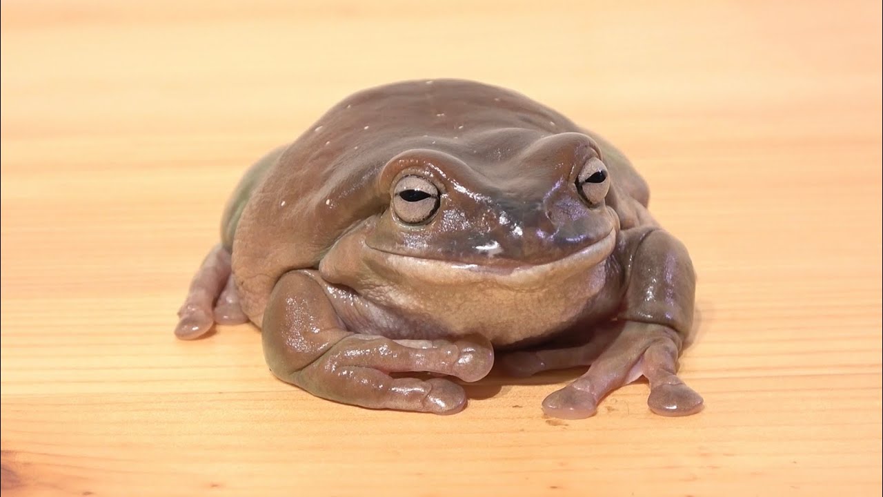 飼い主に甘やかされ過ぎたカエルはこうなる