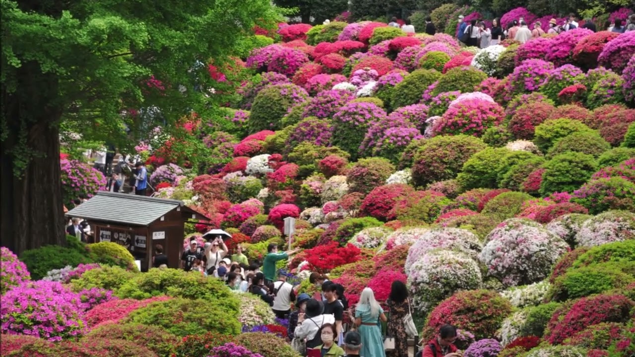 根津神社のツツジ