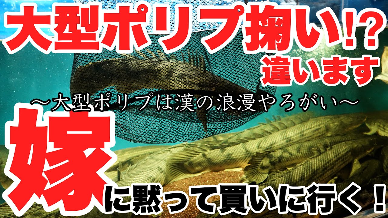 【嫁に黙って買いに行く！】大型ポリプ掬い！？大型ポリプテルス購入！嫁にバレたのか・・結果は本編で！熱帯魚アクアリウム #コンギクス #タンガニイカ