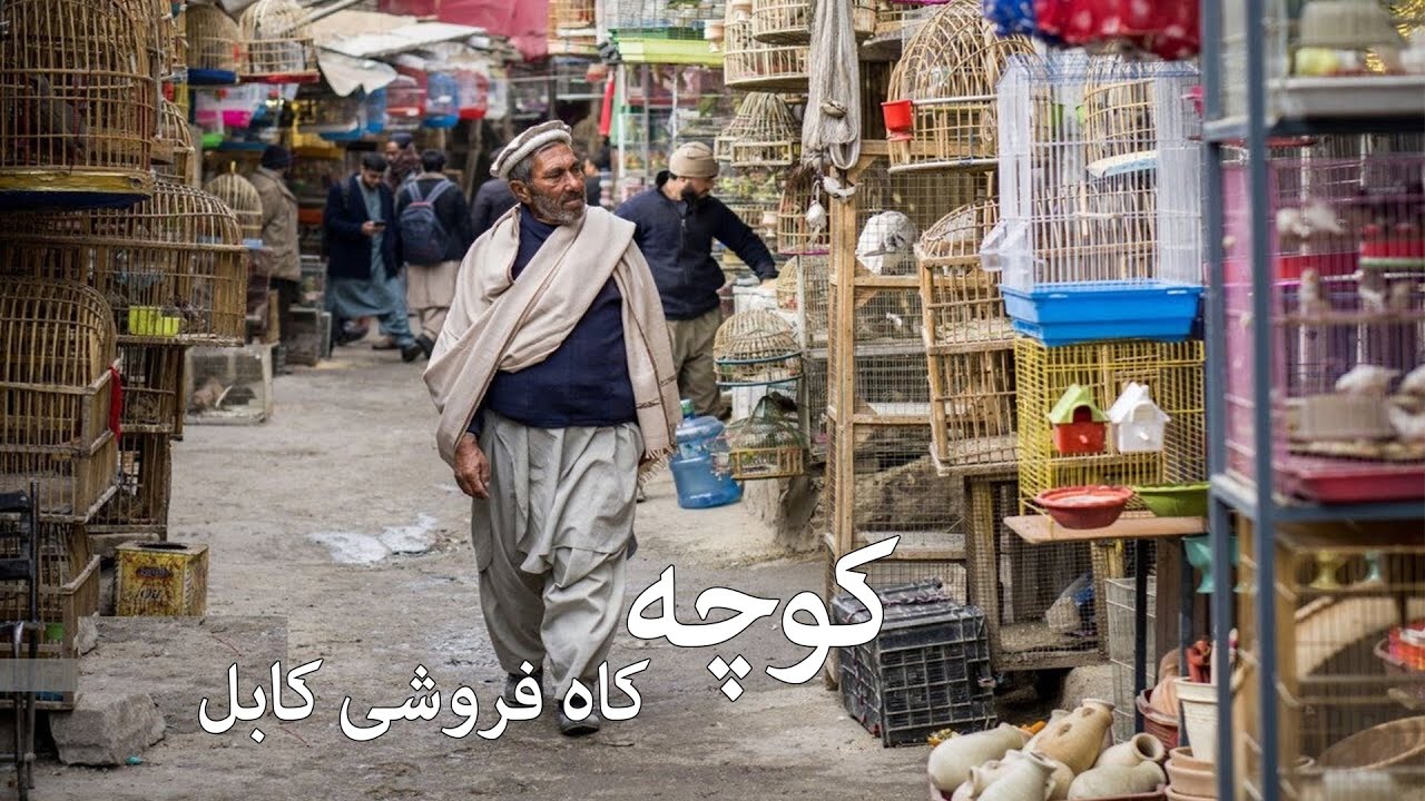 کوچه کاه فروشی مرکز بازرگانان پرنده گان