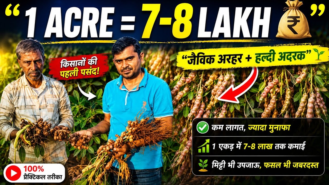 1 Acre Me 7–8 Lakh 😱  Jaivik Tuar + Haldi Adrak Farming Success #Aasankheti