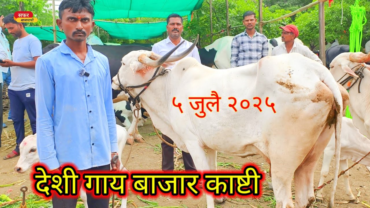 देशी गाय बाजार काष्टी ||Indian desi cow breed||देशी गाय भरपूर एकाच ठिकाणी मिळतात|स्पेशल देशी गाय 🐄🐂
