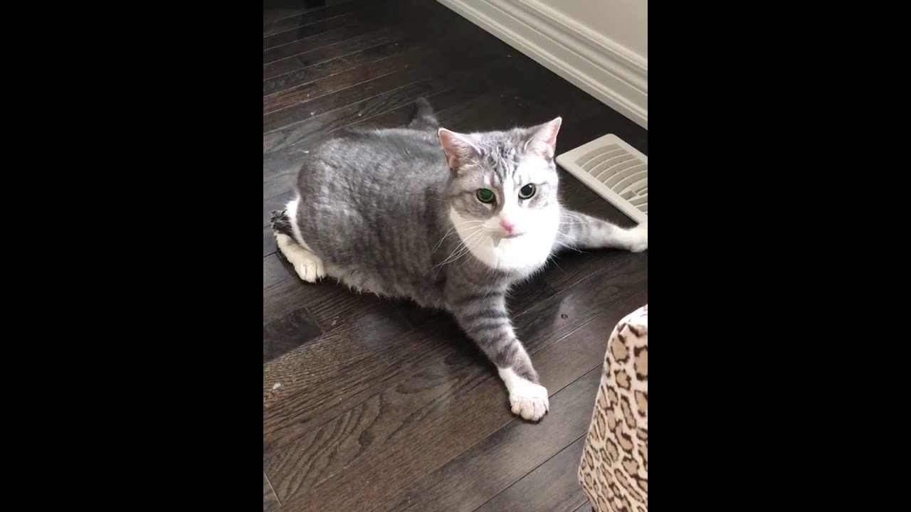 Dodi the cat having a major seizure